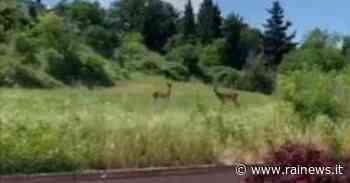 Due caprioli tra l'erba sulla strada per Ripalimosani - TGR Molise - TGR – Rai