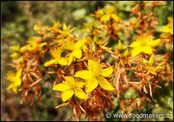 L'Iperico, erba magica del Solstizio d'Estate - Food Makers