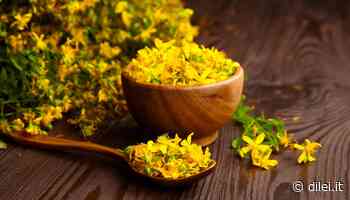 Iperico: benefici e proprietà dell’erba di San Giovanni - DiLei