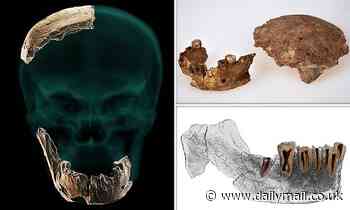 Archaeology: 'Nesher Ramla Homo', a new type of ancient human, is discovered in Israel