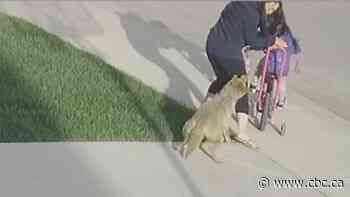 Coyote that attacked people in northwest Calgary destroyed, city says