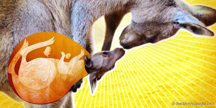 A kangaroo's pouch is much more complex than you might think