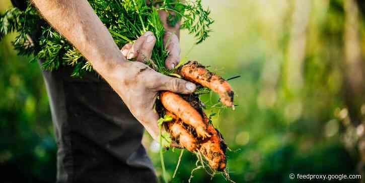 The 9 best books for learning how to grow vegetables, according to experts