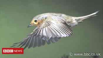 Clues to how birds migrate using Earth's magnetic field