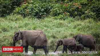 Gabon is first African country paid to protect its rainforest