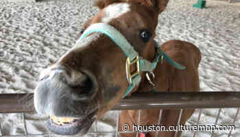 Find cuddles and cotton candy at Houston SPCA's July open house - CultureMap Houston