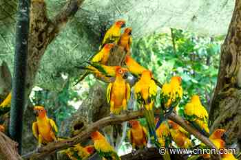 How the Houston Zoo is helping Caribbean parrots survive a volcano - Chron