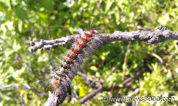 Minnesota to slow spread of gypsy moths in Houston County area - News8000.com - WKBT