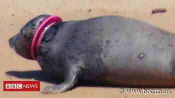 Seal with frisbee on neck at Newburgh sparks rescue effort
