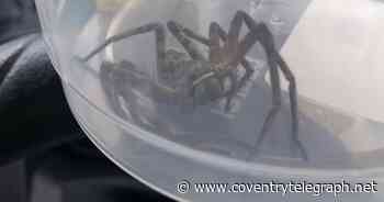 Terrifying huntsman spider found in shipping container near Coventry Airport - Coventry Live