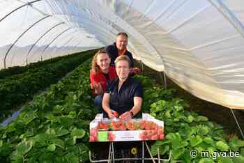 Dringend gezocht: honderden arbeiders voor Kempense fruitteelt - Gazet van Antwerpen