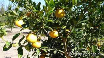 Northern Australia's biggest citrus grower sells for $220m