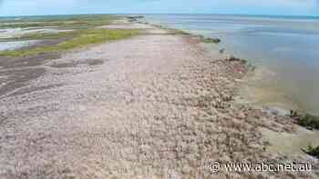 Mangroves forgotten in climate change discussions