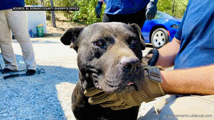 Man Arrested In Placerville Dog Fighting Bust Identified