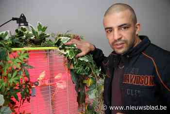 Hedi Slimani stapt toch opnieuw in de ring - Het Nieuwsblad