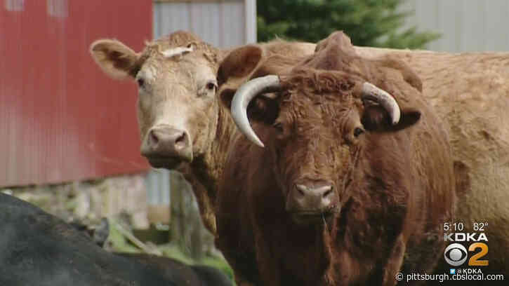 Holy Cow, Not Again! More Bovines Get Loose In West Virginia