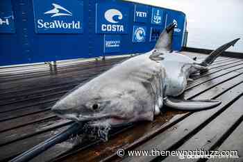 White Sharks Freya and Charlotte swimming off Rhode Island coast - Newport Buzz