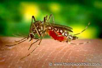 Mosquito Monitoring, Testing Begins Across Rhode Island; First Batch Tested is Negative for West Nile and EEE - Newport Buzz