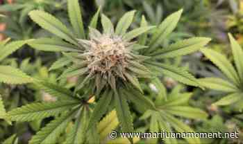 Rhode Island Senate Approves Marijuana Legalization Bill - Marijuana Moment