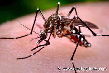 Stockton: West Nile virus detected in three mosquitos - East Bay Times