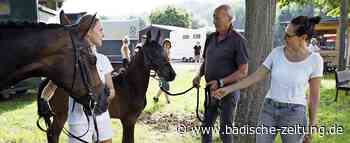 Schaulaufen der Holsteiner-Fohlen - Kenzingen - Badische Zeitung