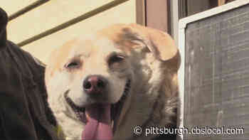 Firefighters Rescue Dog That Got Stuck In A Window In New Castle