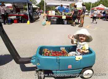 Photos: Sweet strawberry season in Lakefield | ThePeterboroughExaminer.com - ThePeterboroughExaminer.com