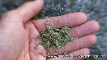 1,6 Kilo Marihuana: Mutmaßlicher Rauschgifthändler sitzt in U-Haft