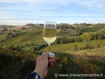 A Matelica un focus sul futuro del Verdicchio - CronacheMarche