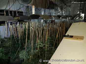 Police discover £150,000 cannabis factory in Borehamwood