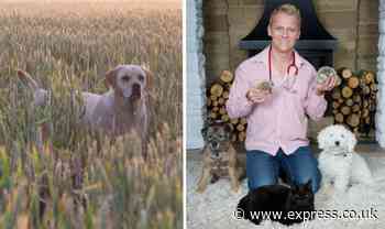 Vet outlines the issue 'skyrocketing' in dogs and what to do to at home - Express