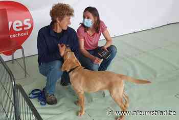 Assistentiehonden slagen eindelijk wél in proeven dankzij Gents kweekprogramma