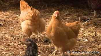 Hundreds more cases confirmed in salmonella outbreak linked to backyard chickens