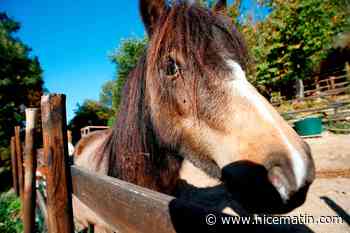 Un cheval rue sur des élèves en sortie scolaire, trois enfants blessés graves