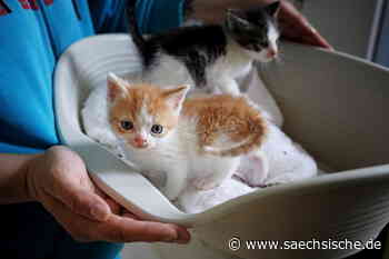 Riesa: Tierheim-Katzen beziehen neue Käfige - Sächsische.de