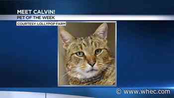 Pet of the Week: Meet Calvin