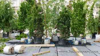 Co.Design How to build an urban forest from scratch - Fast Company