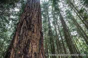 BC appoints expert panel on further old-growth forest preservation – Aldergrove Star - Aldergrove Star