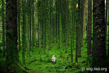 Guest Article: Call for a Renaissance in Forest Education | SDG Knowledge Hub | IISD - IISD's SDG Knowledge Hub