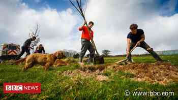 Plymouth-Dartmoor 'forest' will see thousands of new trees planted - BBC News