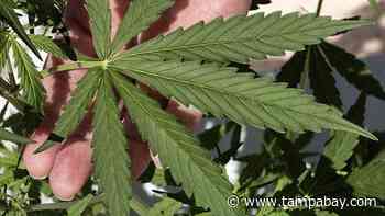 Florida medical marijuana patients anxious about the end of DeSantis coronavirus order - Tampa Bay Times