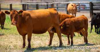 No easy solution on fixing cattle markets
