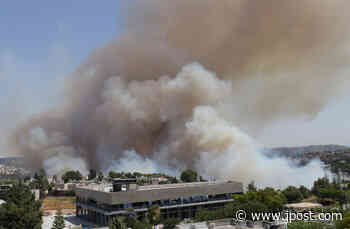 Did dead trees, poor forest management cause the Abu Gosh wildfire? - The Jerusalem Post