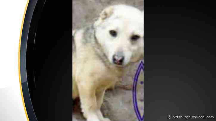 Rescue Dog Quarantined For Rabies Escapes Bridgeville-Area Home