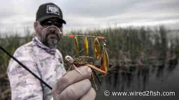 8 Spinnerbait Bass Fishing Tips with Greg Hackney - Wired2Fish