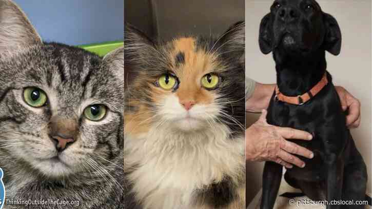 Furry Tails: Chicken, Buttons And Moon Are Waiting For Forever Homes