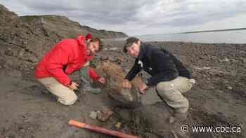 Baby dinosaur parts in Alaska prove existence of Arctic dinos, says researcher