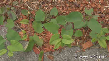 Invasion of Japanese Knotwood is no movie, but it can be scary