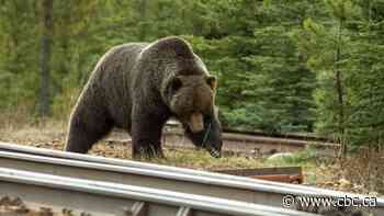 Grizzly bear and cub killed by train near Banff
