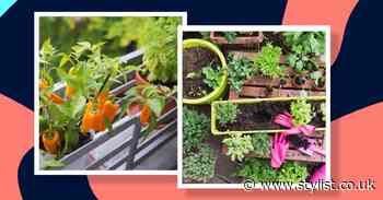 No garden? No problem. A step-by-step guide to growing food at home - Stylist Magazine